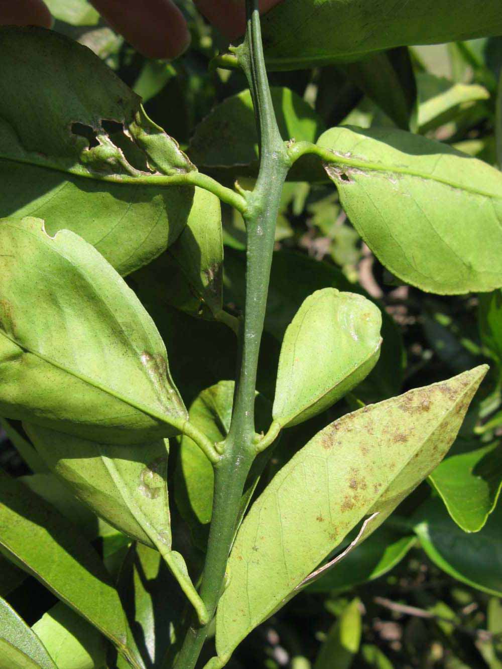            First year twig (Winter Haven, FL)   